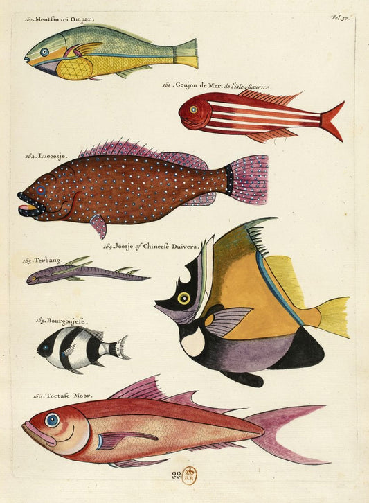 Exquisite Disco Fish. 1719