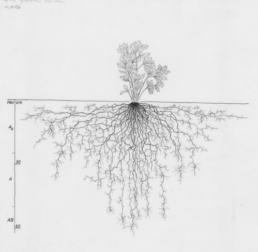 Root Map.