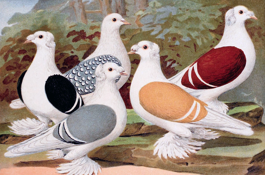 Pigeon treat (1906)